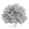 Maidenhair Tree