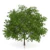 Maidenhair Tree