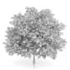 Maidenhair Tree