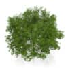 Maidenhair Tree
