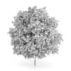 Common Walnut Tree