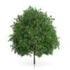 Common Walnut Tree