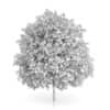 Common Walnut Tree