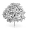 Common Walnut Tree