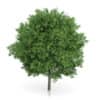 Common Walnut Tree