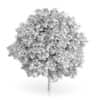 Common Walnut Tree (Juglans regia) 4.8m - Image 4