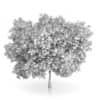 Common Walnut Tree