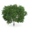 Common Walnut Tree