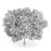 Common Walnut Tree