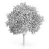 London Plane Tree