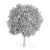 London Plane Tree