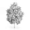 London Plane Tree