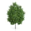 London Plane Tree