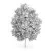 London Plane Tree