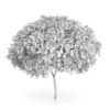 Staghorn Sumac Tree