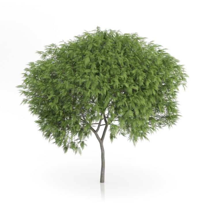 Staghorn Sumac Tree