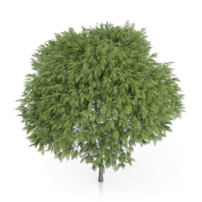 Staghorn Sumac Tree