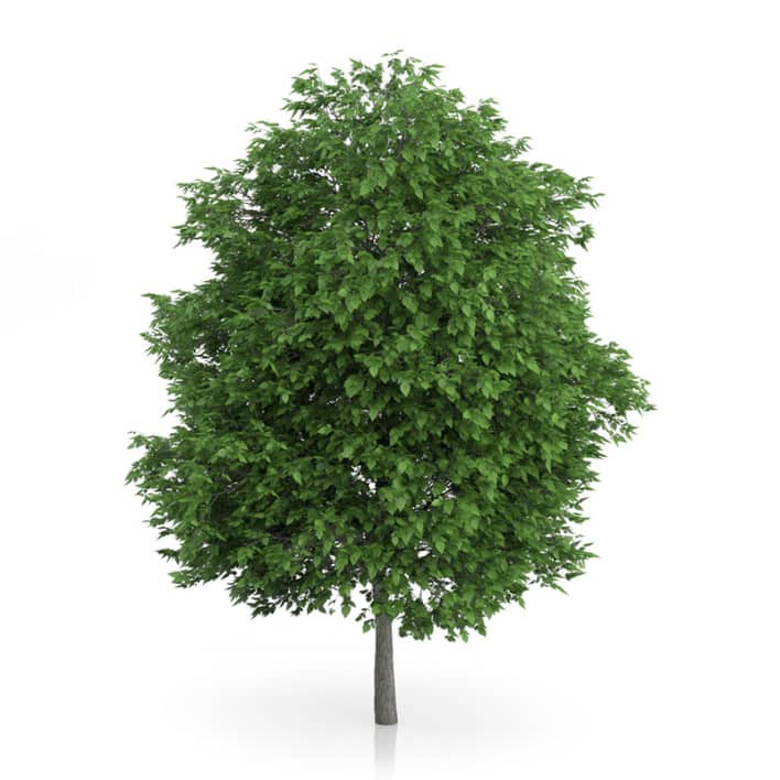 Cigar Tree