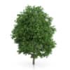 Cigar Tree