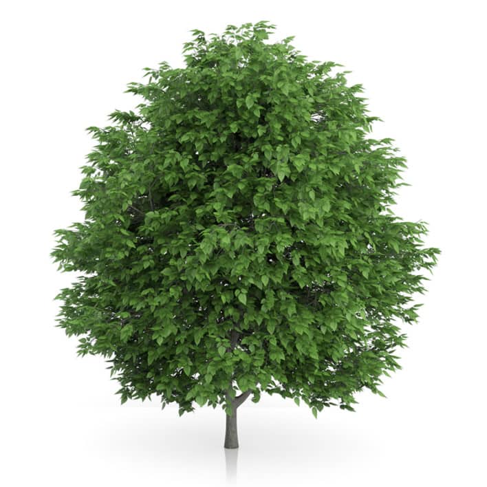 Cigar Tree