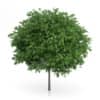 Cigar Tree