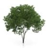 CGAxis Models Volume 54 3D Trees V - Image 24