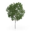 CGAxis Models Volume 54 3D Trees V - Image 25