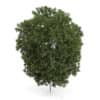 CGAxis Models Volume 54 3D Trees V - Image 26