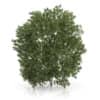 CGAxis Models Volume 54 3D Trees V - Image 27