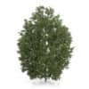 CGAxis Models Volume 54 3D Trees V - Image 28