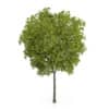 CGAxis Models Volume 54 3D Trees V - Image 29