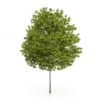 CGAxis Models Volume 54 3D Trees V - Image 30