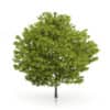 CGAxis Models Volume 54 3D Trees V - Image 31