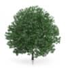 CGAxis Models Volume 54 3D Trees V - Image 32