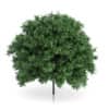 CGAxis Models Volume 54 3D Trees V - Image 33