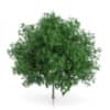 CGAxis Models Volume 54 3D Trees V - Image 35