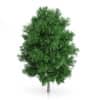 CGAxis Models Volume 54 3D Trees V - Image 36