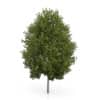 CGAxis Models Volume 54 3D Trees V - Image 38