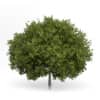 CGAxis Models Volume 54 3D Trees V - Image 40