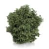 CGAxis Models Volume 54 3D Trees V - Image 41