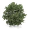CGAxis Models Volume 54 3D Trees V - Image 42