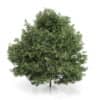 CGAxis Models Volume 54 3D Trees V - Image 43