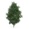 CGAxis Models Volume 54 3D Trees V - Image 2