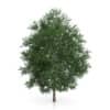 CGAxis Models Volume 54 3D Trees V - Image 3