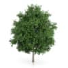 CGAxis Models Volume 54 3D Trees V - Image 4