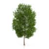 CGAxis Models Volume 54 3D Trees V - Image 5