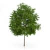 CGAxis Models Volume 54 3D Trees V - Image 6