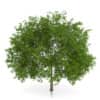 CGAxis Models Volume 54 3D Trees V - Image 7
