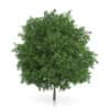 CGAxis Models Volume 54 3D Trees V - Image 8