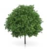 CGAxis Models Volume 54 3D Trees V - Image 9